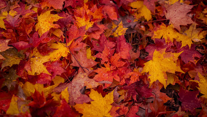 Fototapeta premium Seasonal Background with Red, Orange, and Yellow Leaves