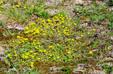 Obraz premium Bright yellow wildflowers blooming in sunny spring meadow close-up. Vivid yellow wildflowers in full bloom spread across a sunlit spring meadow.