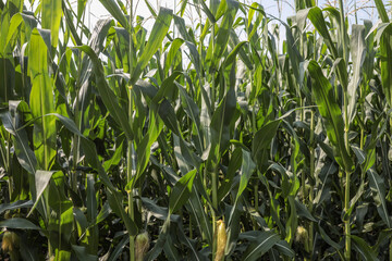 Close-up of fresh corn cob with silk in green field under sunlight, showing healthy maize plants in...