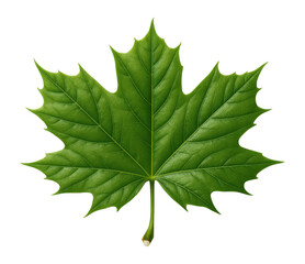 Norway maple leaf with broad lobes and milky sap at the stem