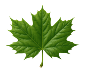 Norway maple leaf with broad lobes and milky sap at the stem