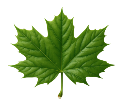 Norway maple leaf with broad lobes and milky sap at the stem
