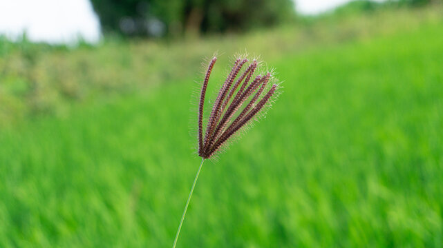 Close Up Of Brown Seedhead On Green Field - Powered by Adobe