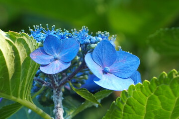 6月の紫陽花