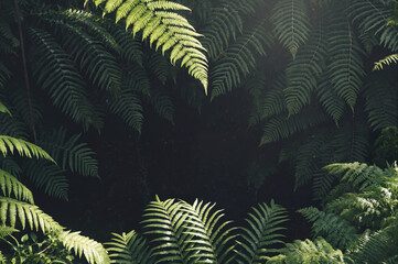 Fern Canopy Shadows