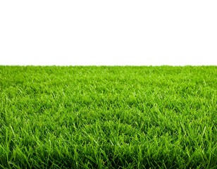 Lush green grass field (2)