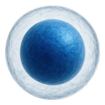 Lymphocyte with large, round nucleus and scant cytoplasm