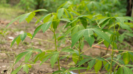 Close Up Of Young Cabbage Plants Growing In Soil