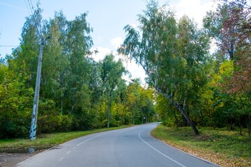 asphalt road in the forest