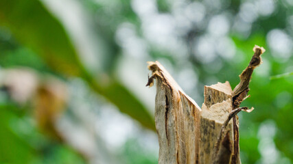 Closeup Of Broken Tree Stump In Forest