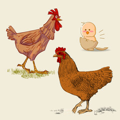Hen chicken hand drawn vector illustration Poultry farm animal isolated on white background
