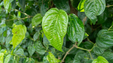 Closeup Of Vibrant Green Leaves