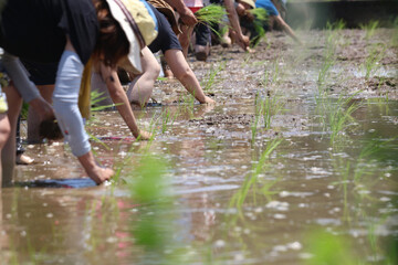 田植えをする様子