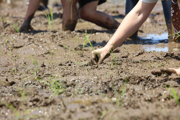 田植えをする様子