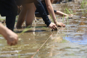 田植えをする様子