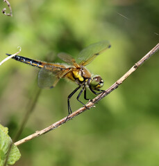 Vierfleck - Four-spotted Chaser