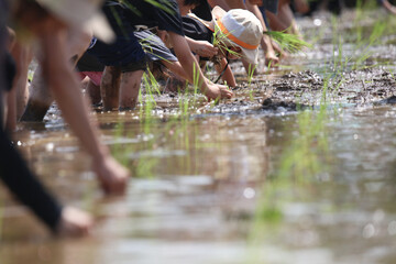 田植えをする様子