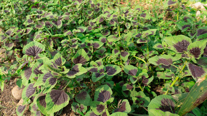 Colorful Ornamental Plant With Dark Purple Spots In Garden