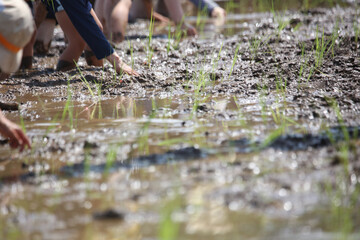 田植えをする様子