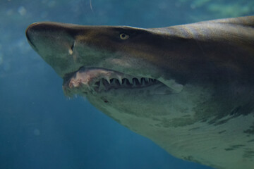 Naklejka premium 鮫の牙