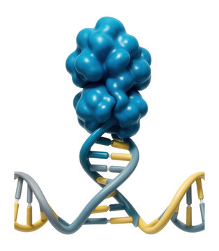 Helicase enzyme representation unwinding the DNA double helix at the replication fork