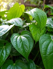 Lush green leaves, close-up