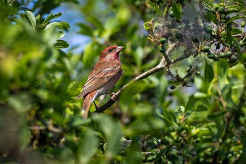 M&auml;nnlicher Karmingimpel