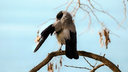 Bird on a tree branch, crow