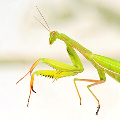  Europäische Gottesanbeterin - Mantis religiosa