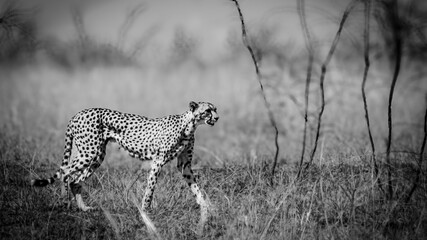 cheetah in serengeti