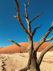 dead tree in the desert