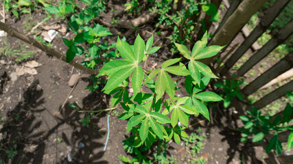 Young Cassava Plant Growing In Garden