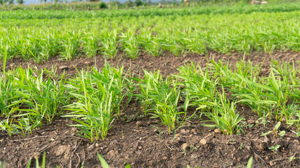 Young Ginger Plants Growing In Rows On Farmland