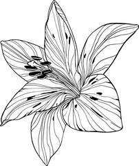 Fototapeta premium Lush foliage vector flower. Illustration of hand drawn lily.