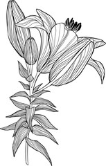 Single flower. Vector lily isolated. Flowe in bloom.