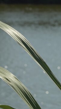 Leaves of wild cane trunk in a river. Arundo donax