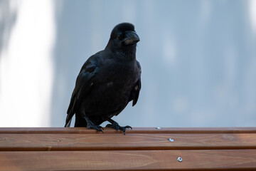 Crow Turning Head on Wooden Bench
