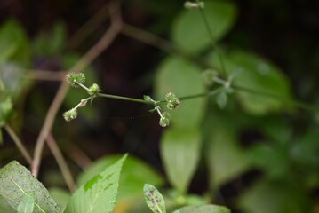 Sanicula chinensis fruits. Apiaceae perennial plants. White five-petal flowers bloom in summer, and...