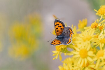 Kleiner Feuerfalter auf gelber Bl&uuml;te