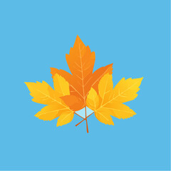 autumn maple leaves