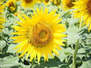 ヒマワリの花のクローズアップ