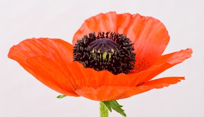 Vivid orange poppy blossom against a white background, showcasing delicate petals and prominent central structure