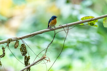 Tickell's blue flycatcher perched on a tree branch against nice green blurred back ground.