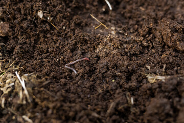 An earthworm in rich organic compost, a symbol of healthy soil