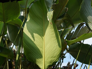 Close-up of large tropical leaves with bold parallel veins, green stalks, and partially unfurling...