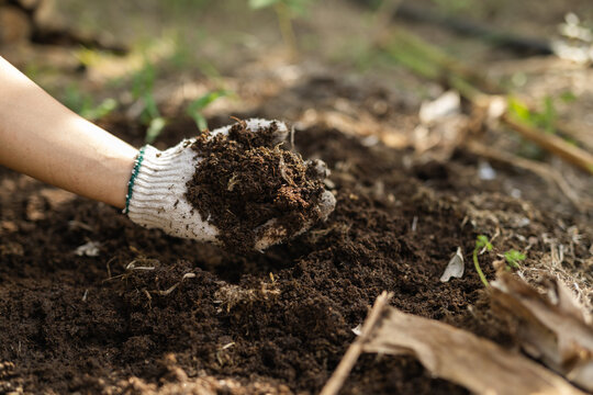 Hand in glove holding a sample of eco friendly organic compost