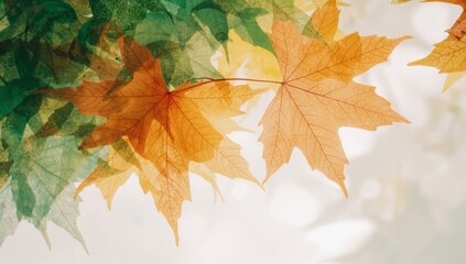 Green and Orange Autumn Maple Leaves