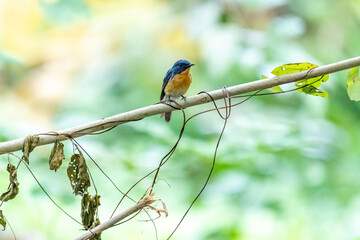 Tickell's blue flycatcher perched on a tree branch against nice green blurred back ground.