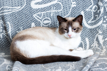 Charming Cat Relaxing Comfortably on a Cozy Soft Blanket