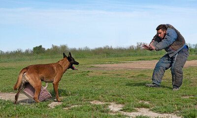 training of belgian shepherd